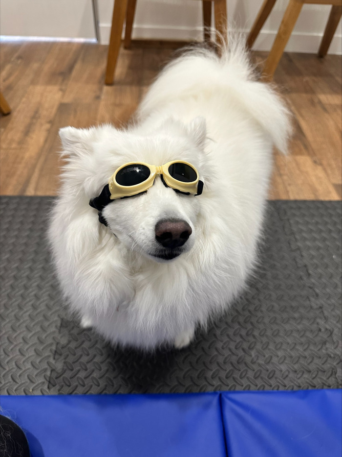 white-dog-laser-goggles