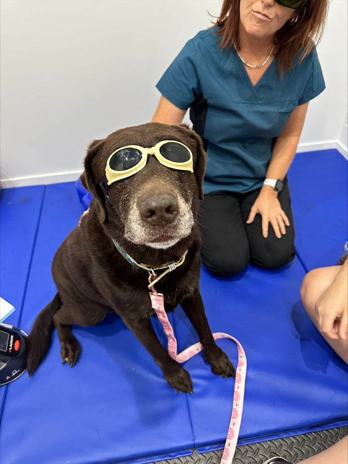brown-lab-in-laser-goggles
