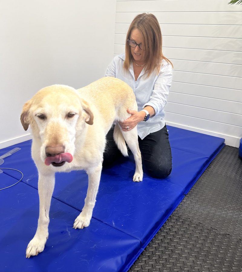 canine-rehab-assessments